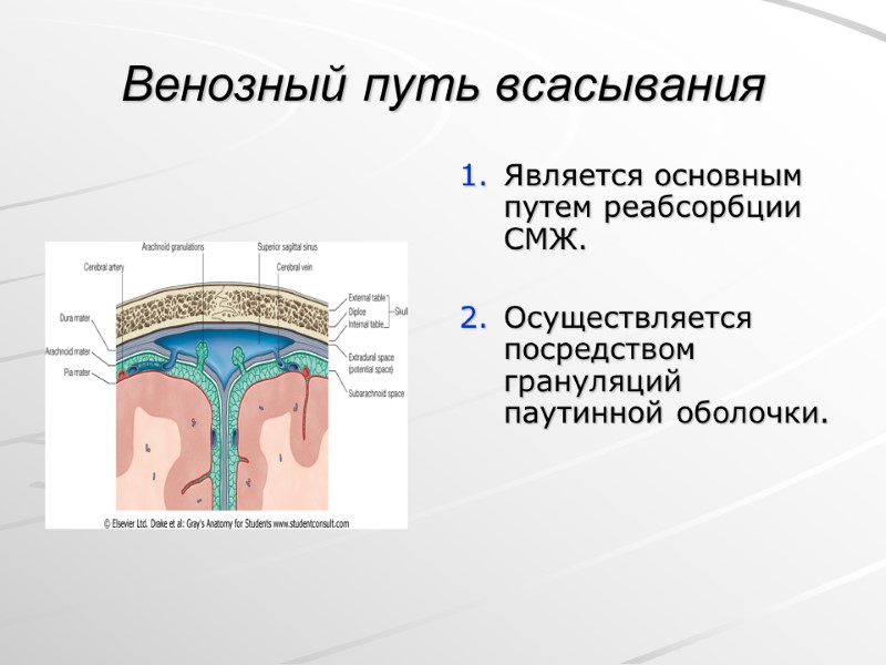 Венозный путь всасывания Является основным путем реабсорбции СМЖ.  Осуществляется посредством грануляций паутинной оболочки.